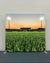 Home Field Sunset – Single-Sided Pillow Cover Backdrop